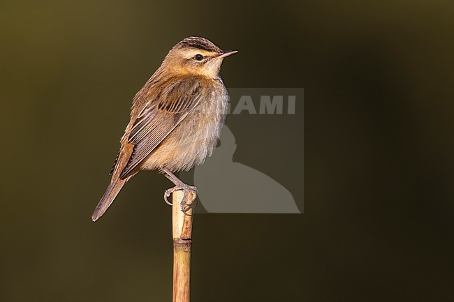 Sedge Warbler, Acrocephalus schoenobaenus, in Italy. stock-image by Agami/Daniele Occhiato,