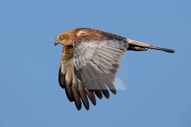 Marsh Harrier (Circus aeruginosus), side view of an adult male in flight, Campania, Italy stock-image by Agami/Saverio Gatto,