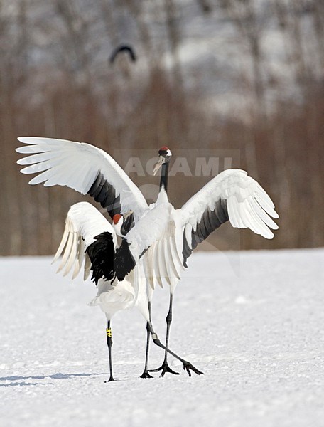 Red-crowned Crane display; Chinese Kraanvogel baltsend stock-image by Agami/Marc Guyt,