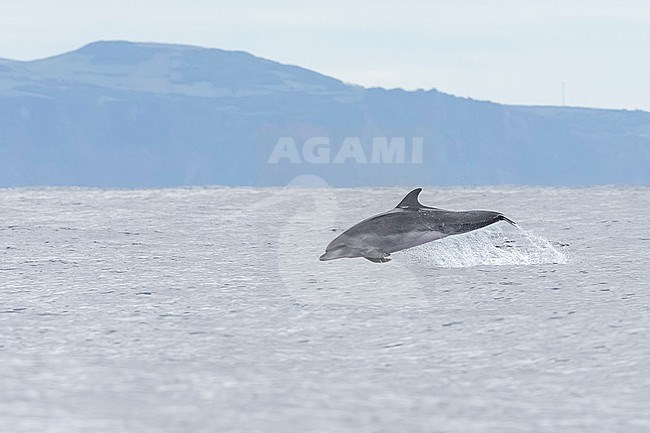 Common Bottle-nosed Dolphin (Tursiops truncatus) jumping off Pico, Azores, Portugal. stock-image by Agami/Vincent Legrand,