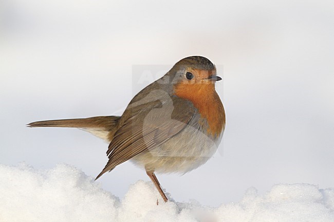 Roodborst in de sneeuw; European Robin in snow stock-image by Agami/Chris van Rijswijk,