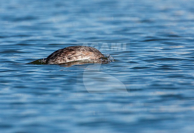 Adult summer plumaged Red-necked Grebe (Podiceps grisegena) swimming in harbour of Ijmuiden in the Netherlands. stock-image by Agami/Marc Guyt,