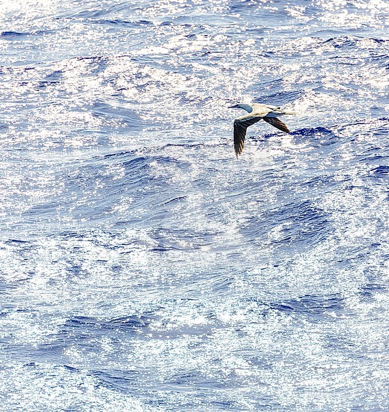 Red-footed booby (Sula sula rubripes) at sea in the Pacific Ocean, around the Solomon Islands. stock-image by Agami/Marc Guyt,