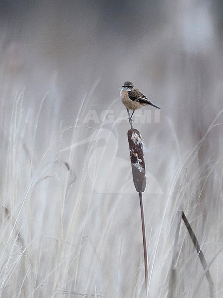 Stejneger's Stonechat (Saxicola stejnegeri) stock-image by Agami/Markku Rantala,