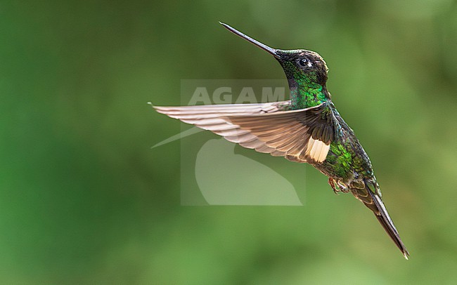 Buff-winged Starfrontlet (Coeligena lutetiae) stock-image by Agami/Lennart Verheuvel,