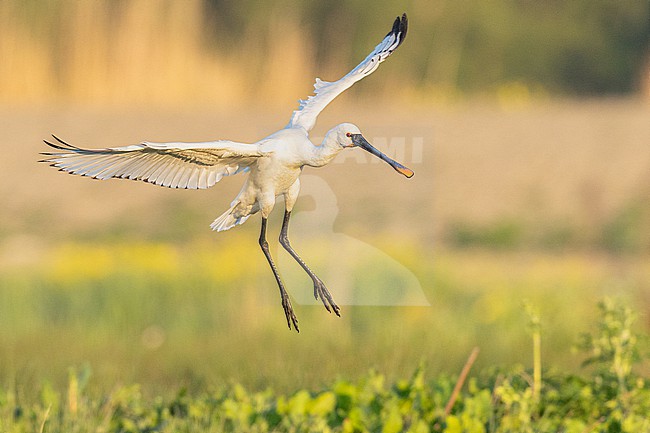  stock-image by Agami/Menno van Duijn,
