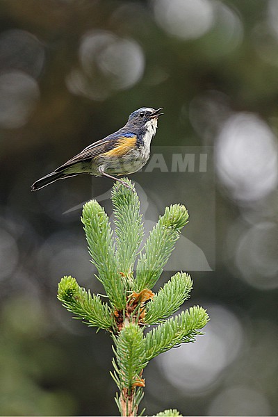 Singing male Qilian Bluetail (Tarsiger albocoeruleus) on Tibetan plateau, Qinghai, China. stock-image by Agami/James Eaton,