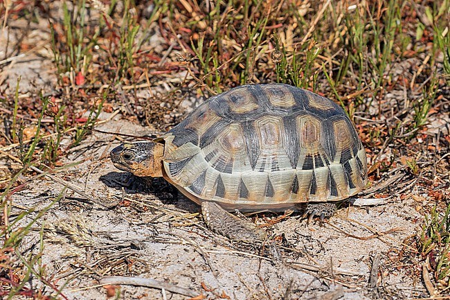Angulate tortoise (Chersina angulata) in South Africa. A species of tortoise found in dry areas and coastal scrub vegetation in South Africa. stock-image by Agami/Pete Morris,