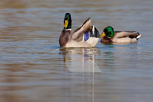 Mannetje Wilde Eend; Male Mallard stock-image by Agami/Daniele Occhiato,