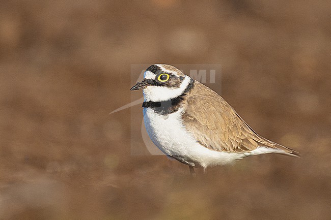 Kleine Plevier, Little Ringed Plover, Charadrius dupius stock-image by Agami/Menno van Duijn,