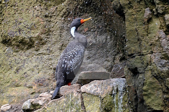 Two Red-legged Cormorants (Poikilocarbo gaimardi). Adult at it's nest on the coast of Peru. stock-image by Agami/Laurens Steijn,