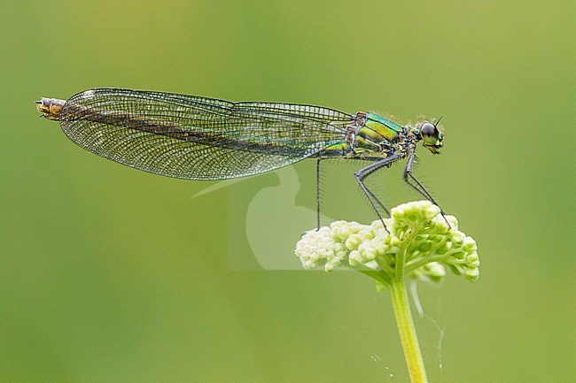 Female Banded Demoiselle stock-image by Agami/Wil Leurs,