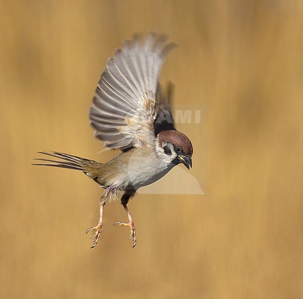 vliegende Ringmus; flying Eurasian Tree Sparrow; stock-image by Agami/Walter Soestbergen,
