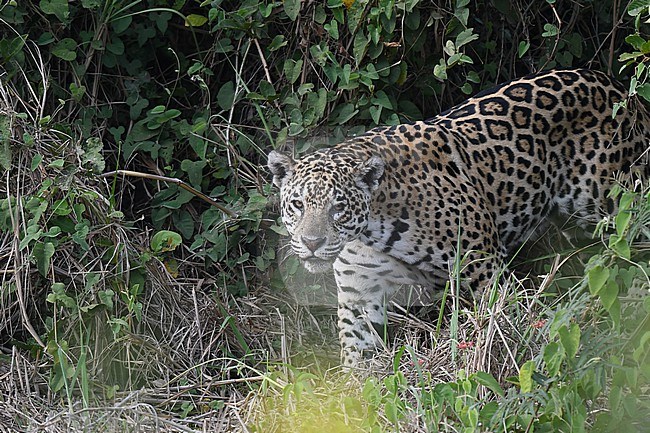 Jaguar (Panthera onca) in the Pantanal, Mato Grosso, Brazil. stock-image by Agami/Laurens Steijn,