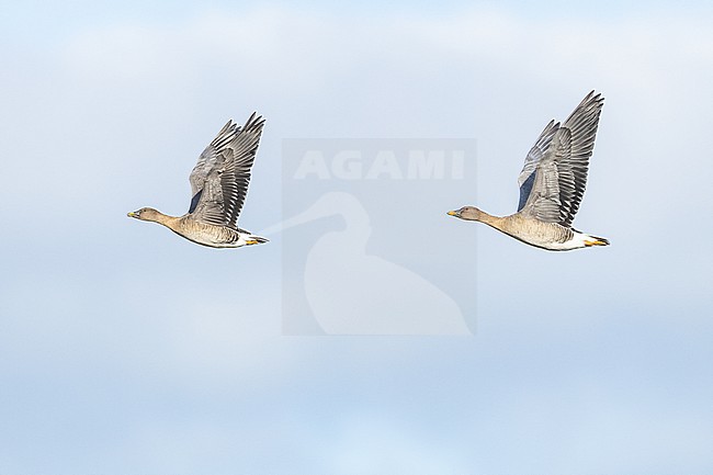  stock-image by Agami/Menno van Duijn,