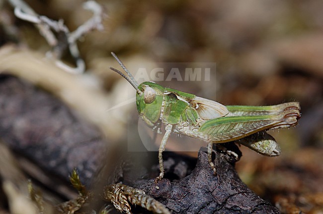  stock-image by Agami/Casper Zuijderduijn,