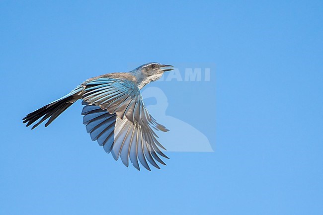 Adult
Santa Barbara Co., CA
November 2022 stock-image by Agami/Brian E Small,