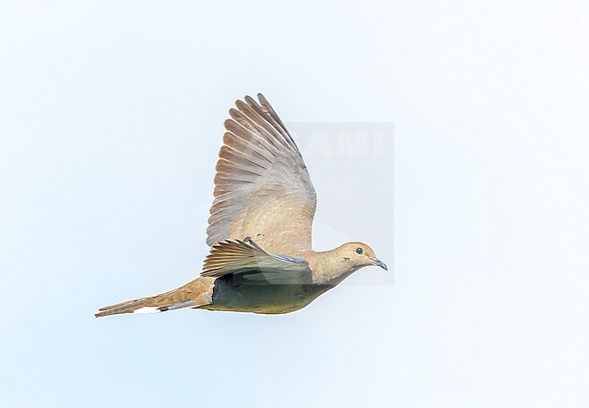 Mourning Dove, Zenaida macroura carolinensis, on Bermuda. stock-image by Agami/Marc Guyt,
