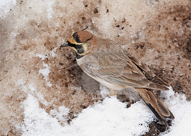 Atlasstrandleeuwerik foeragerend in de sneeuw; Atlas Horned Lark foraging in the snow stock-image by Agami/Markus Varesvuo,