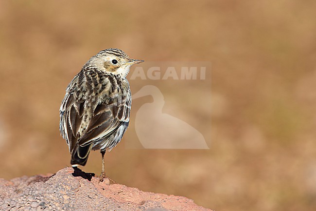 immature red-throated pipit (Anthus cervinus) in winter plumage perching on a rock, found at Sanetti Plateau in Ethiopia stock-image by Agami/Mathias Putze,