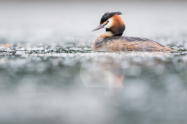 Adult Great Crested Grebe (Podiceps cristatus cristatus) swimming on a lake in Germany. stock-image by Agami/Ralph Martin,
