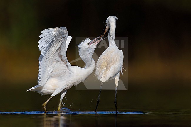 Little Egret (Egretta garzetta) in Italy stock-image by Agami/Daniele Occhiato,