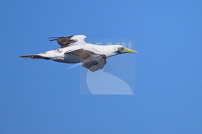 Masked Booby, Sula dactylatra, in flight. stock-image by Agami/Sylvain Reyt,