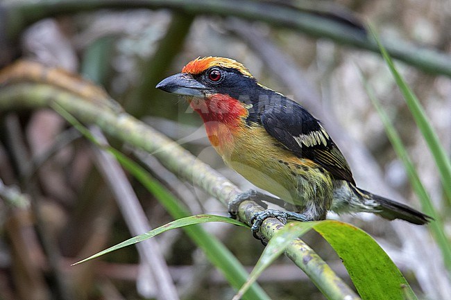 A male Gilded Barbet (Capito auratus nitidior) at PNN Amacayacu, Colombia. stock-image by Agami/Tom Friedel,
