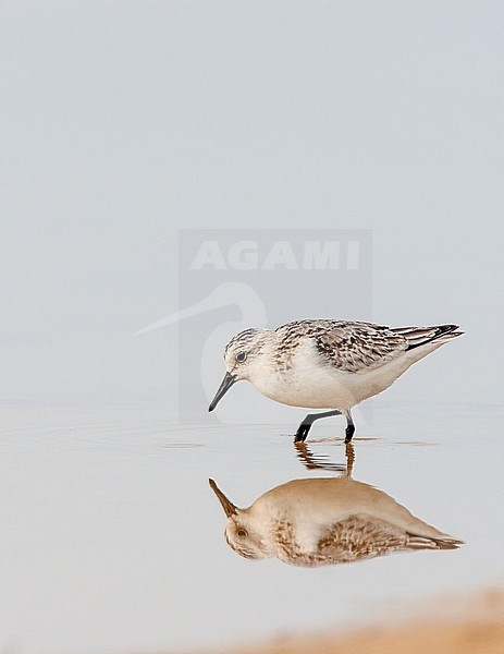 Sanderling (Calidris alba) in autumn on the beach of Tarifa, foraging stock-image by Agami/Roy de Haas,