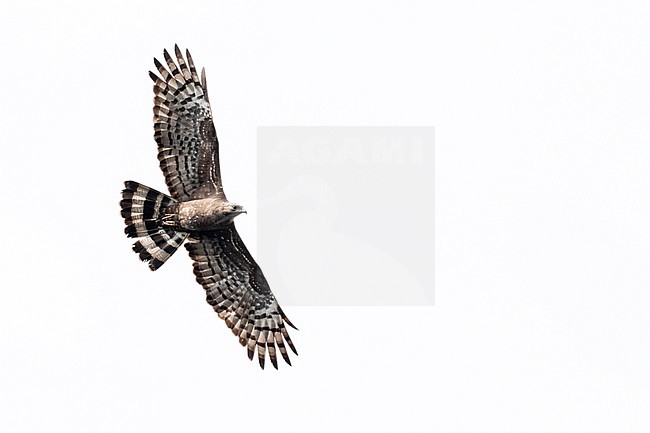 Oriental Honey Buzzard (Pernis ptilorhyncus) in flight stock-image by Agami/Josh Jones,