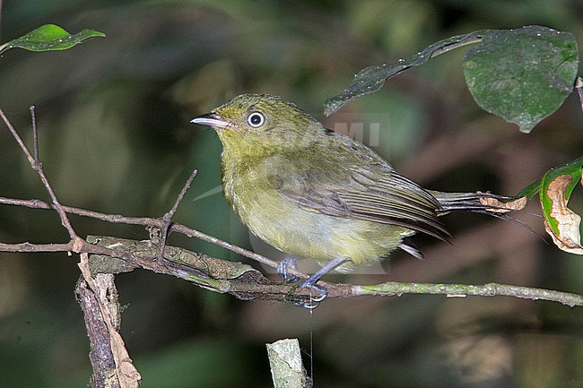 A female Wire-tailed Manakin (Pipra filicauda subpallida) at Inírida, Guainía, Colombia. stock-image by Agami/Tom Friedel,