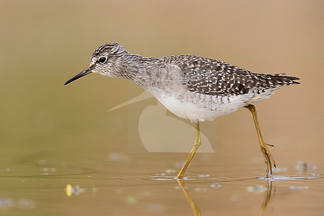 Wood Sandpiper (Tringa glareola), side view of an adult standing in the water, Campania, Italy stock-image by Agami/Saverio Gatto,