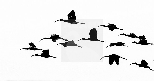 Glossy Ibis, Plegadis falcinellus stock-image by Agami/Oscar Díez,