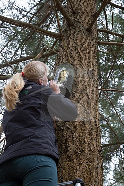 Vleermuisonderzoekers met boomcamera, Batresearchers with treecamera stock-image by Agami/Theo Douma,