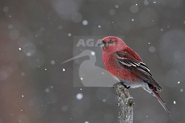 Haakbek in de sneeuw; Pine Grosbeak in the snow stock-image by Agami/Chris van Rijswijk,