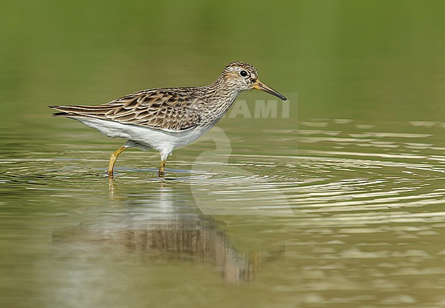 Adult breeding
Galveston Co., TX
April 2014 stock-image by Agami/Brian E Small,