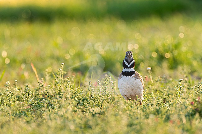 Little Bustard (Tetrax tetrax) at a lek in Catalonia, Spain. stock-image by Agami/Marc Guyt,