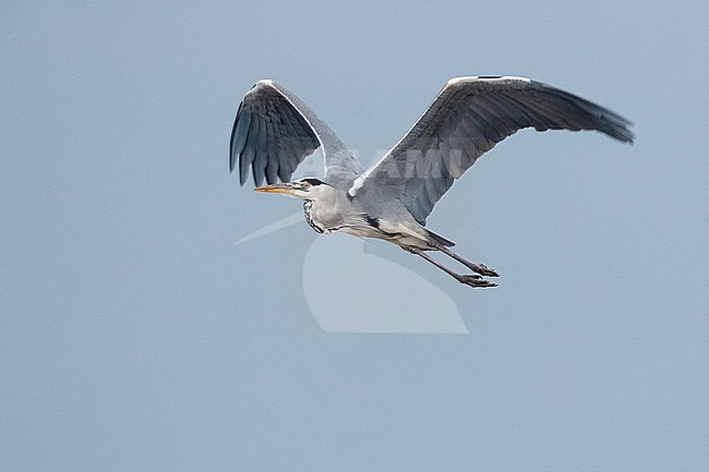 Grey Heron (Ardea cinerea), adult in flight, Campania, Italy stock-image by Agami/Saverio Gatto,