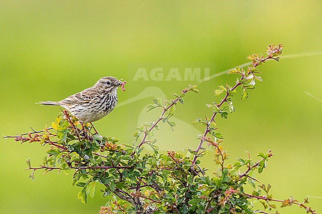 Adult Meadow Pipit carrying food for the young, perched on lookout post before going to the nest. stock-image by Agami/Menno van Duijn,