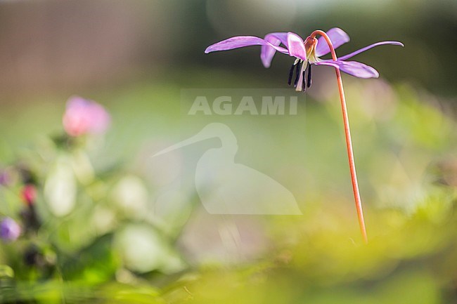 Dog's-tooth-violet, Erythronium dens-canis, Hondstand stock-image by Agami/Wil Leurs,