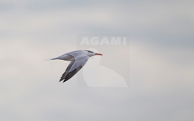 Royal Tern (Thalasseus maximus) in flight at Cape May, New Jersey, USA stock-image by Agami/Helge Sorensen,
