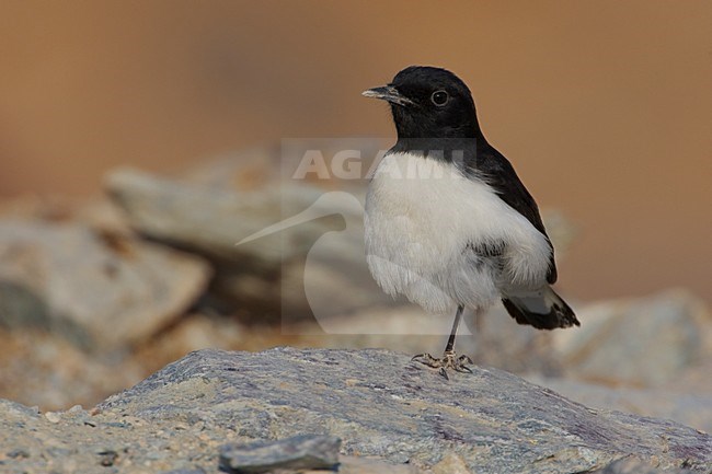 Adult male Hume's wheatear (Oenanthe albonigra) perched on a rock in Oman. Showing his breast. stock-image by Agami/Daniele Occhiato,