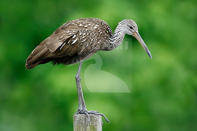 Adult
Osceola Co., FL
February 2006 stock-image by Agami/Brian E Small,