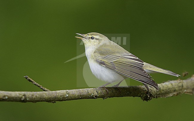 Wood Warbler (Phylloscopus sibilatrix) singing from a branch at North Zealand, Denmark stock-image by Agami/Helge Sorensen,