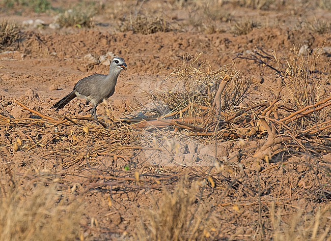 Black-legged Seriema, Chunga burmeisteri, walking on an arid field in Paraguay. stock-image by Agami/Pete Morris,