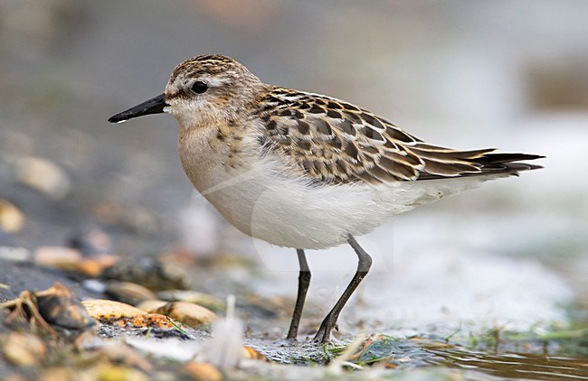 Kleine Strandloper onvolwassen Nederland, Little Stint immature Netherlands stock-image by Agami/Wil Leurs,