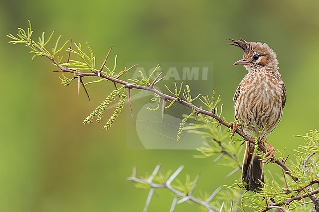 Lark-like Brushrunner (Coryphistera alaudina) Perched on a branch in Argentina stock-image by Agami/Dubi Shapiro,