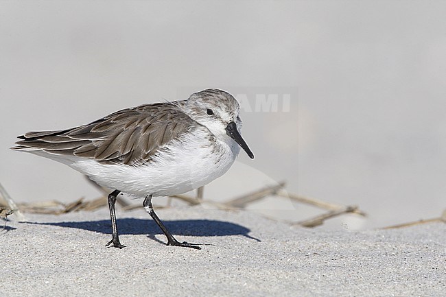 Adult Western Sandpiper (Calidris mauri) in winter plumage resting at a beach at Stone Harbor, New Jersey, USA. stock-image by Agami/Helge Sorensen,