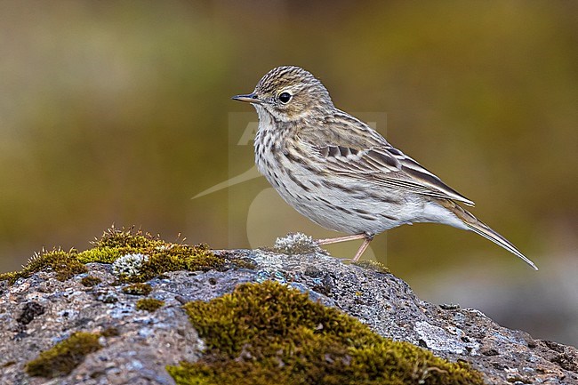 Adult Meadow Pipit (Anthus pratensis) during breeding season on Iceland. stock-image by Agami/Daniele Occhiato,