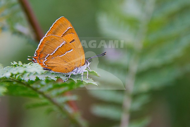 Brown Hairstreak sitting on leaf, Sleedoornpage zittend op blad stock-image by Agami/Martijn Verdoes,